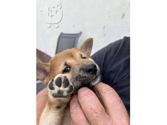 Κουτάβια Shiba inu